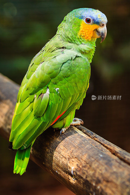 蓝色的亚马逊或Amazona Aestiva